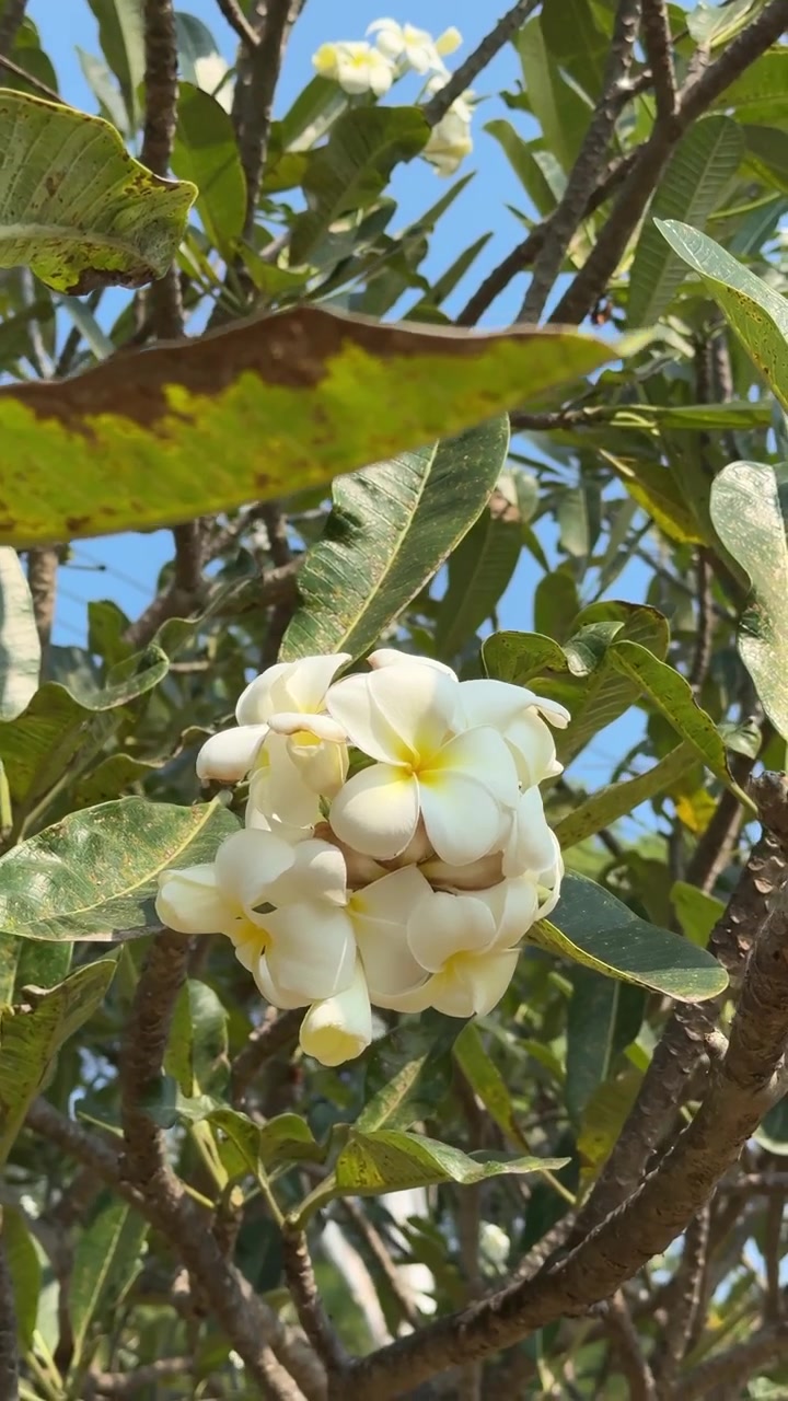 Fiori di plumeria bianchi che sbocciano su un ramo d'albero