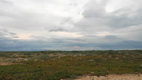 meseta con vegetación