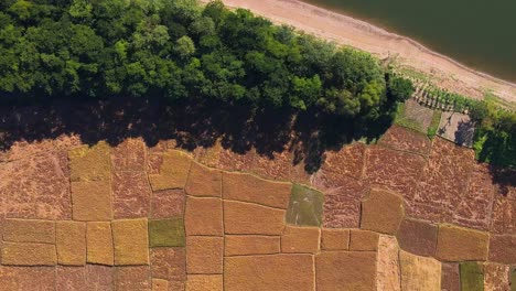 Land-plots-of-paddy-rice-fields-in-Bangladesh-landscape-near-Surma-river,-aerial-top-down-view