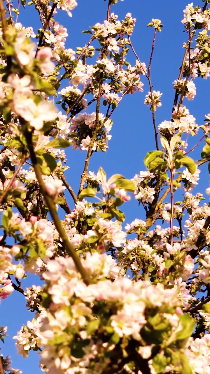 Stunning cherry blossoms captured from above on a bright spring day in Latvia.