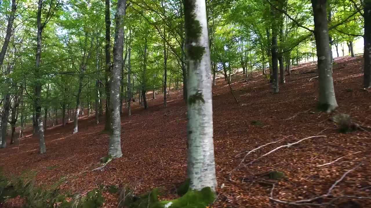 Ripresa Con Gimbal Di Uno Splendido Paesaggio Forestale Autunnale