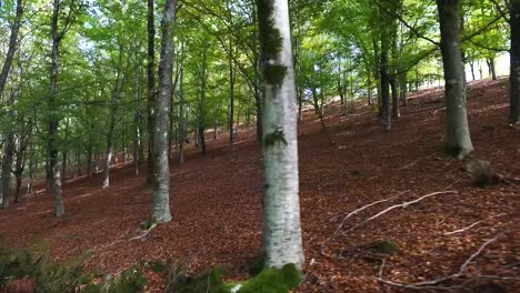 Gimbal-shot-of-a-beautiful-forest-scenery-on-autumn