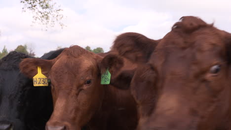 a herd of cows hang out in a crowded pen.