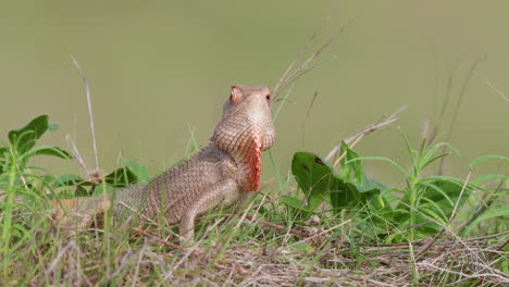 garden calotis lizard displaying by bobbing the head with its fan turning red with aggression