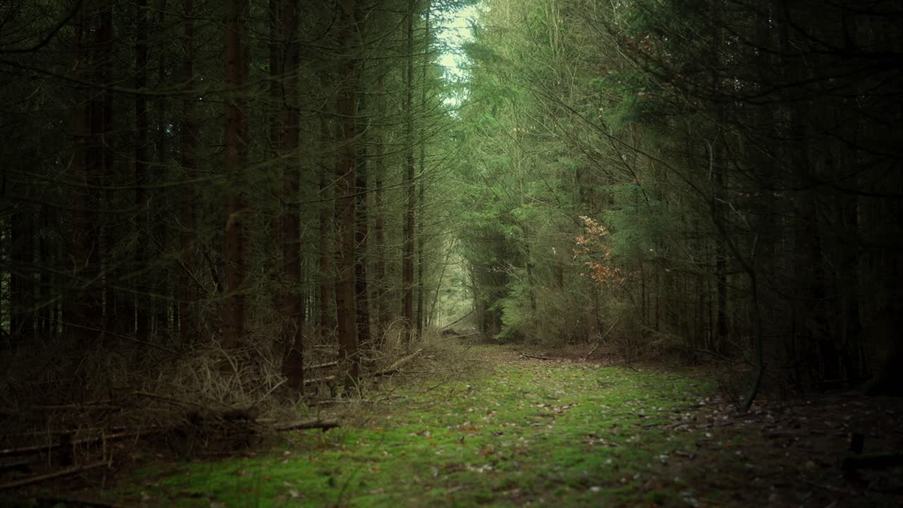 Fitta volta della foresta oscura e inquietante che blocca la maggior parte della luce.