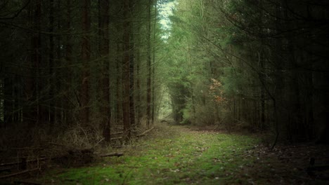 el denso dosel del espeluznante bosque oscuro bloquea la mayor parte de la luz.