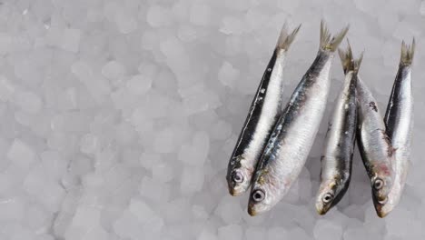 fresh sardines on ice