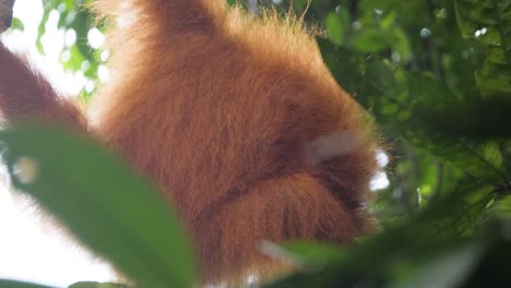 Closeup-shot-of-young-orangutan-swinging-from-tree-to-tree-in-Bukit-Lawang,-Sumatra,-Indonesia