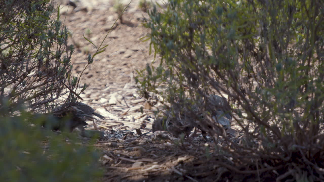pollitos de codorniz de california buscando comida en cámara lenta