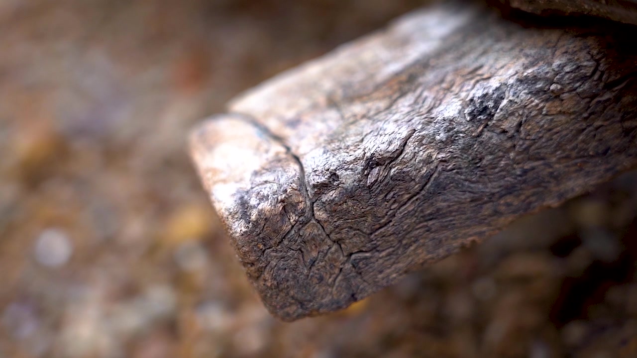 Un pezzo di tronco di legno nella giungla