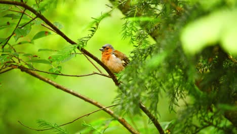 Common-Eurasian-Chaffinch-in-Friesland-Netherlands-obscured-behind-needle-leaves-as-it-walks-up-thin-branch