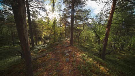 Sonnenstrahlen-Scheinen-Durch-Die-Bäume-Im-Verzauberten-Herbstwald