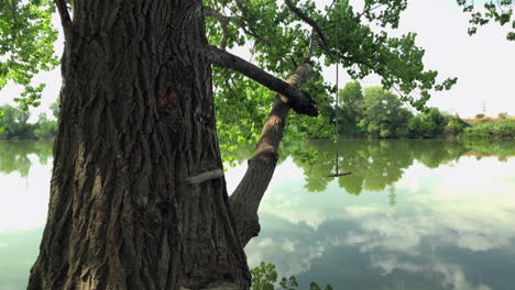 Caminar-Por-El-Bosque-En-La-Orilla-Del-Río