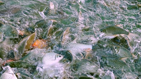 fishes come to ask for food with big open mouths at the edge of the pool