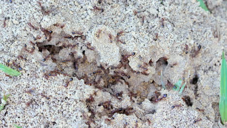 close up shot of a quiet anthill then suddenly many agitated ants swarm to the surface defensively