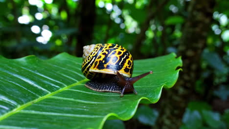 colorful snail on a green leaf