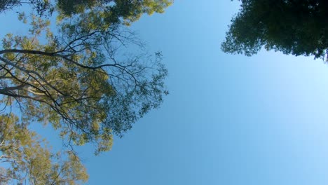 long, smooth tracking shot, with an upwards point of view, moving under an overhanging canopy of gum trees in outback queensland, australia, with a clear blue sky above