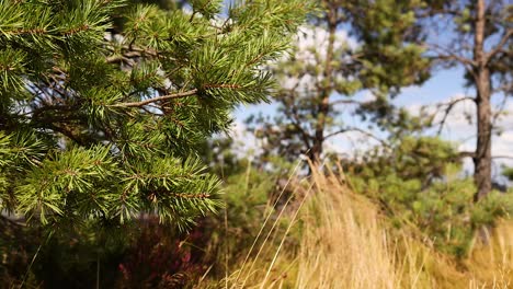 close-up of tree branches and grass in edinburgh