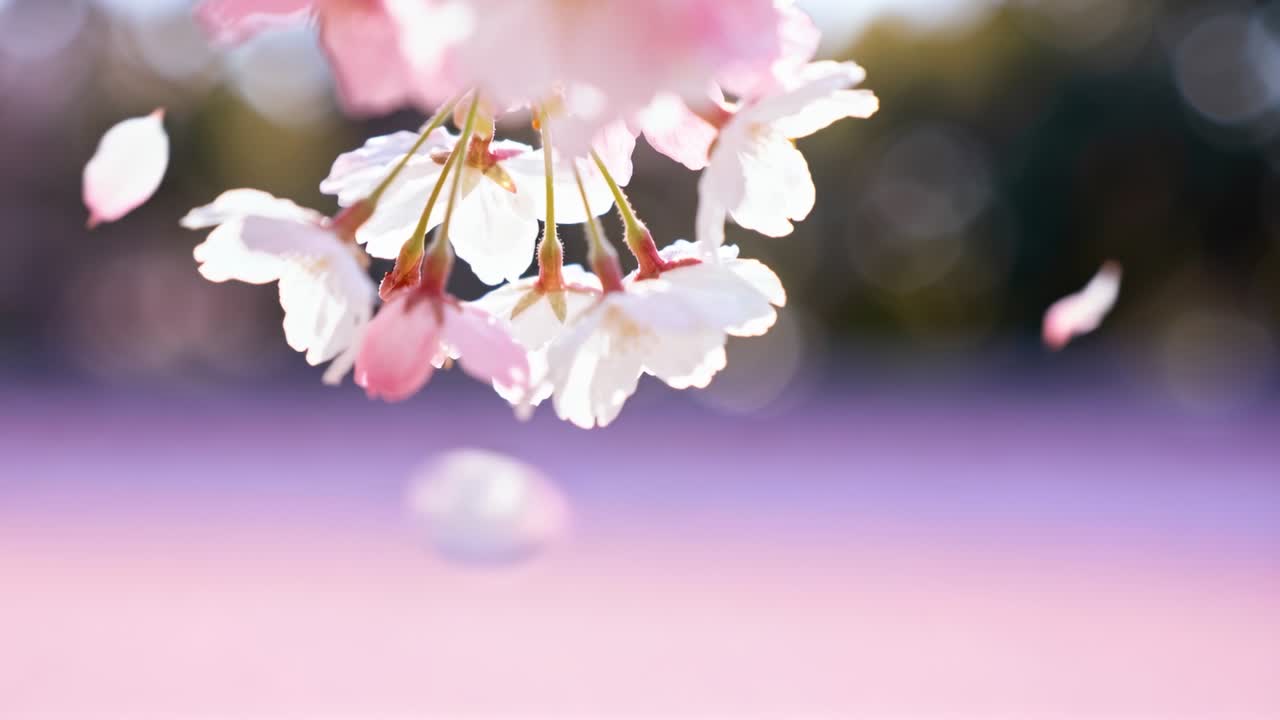 微風吹拂著淡粉色櫻花瓣飄落，飄散在陽光普照的公園散景中。