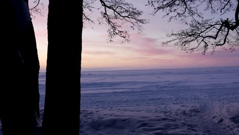 pink sunset through the trees