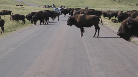 Buffalo-Crossing-Street-In-National-Park-Landscape