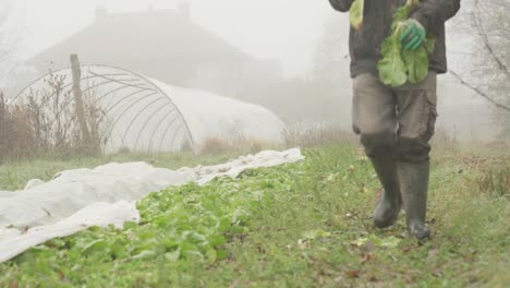 a farmer picks leafy vegetables during harvest, organic fresh produce