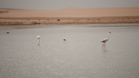 flamingos in a desert wetland