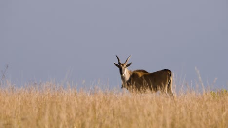 a common eland, also known as the southern eland, stands in the savannah of south africa