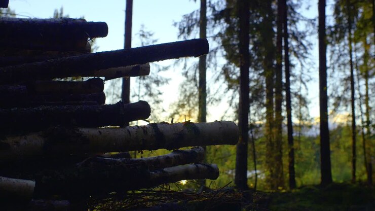 Sakte slider-opptak over tømmerstokker under solnedgang i en skog i Ruovesi, Finland