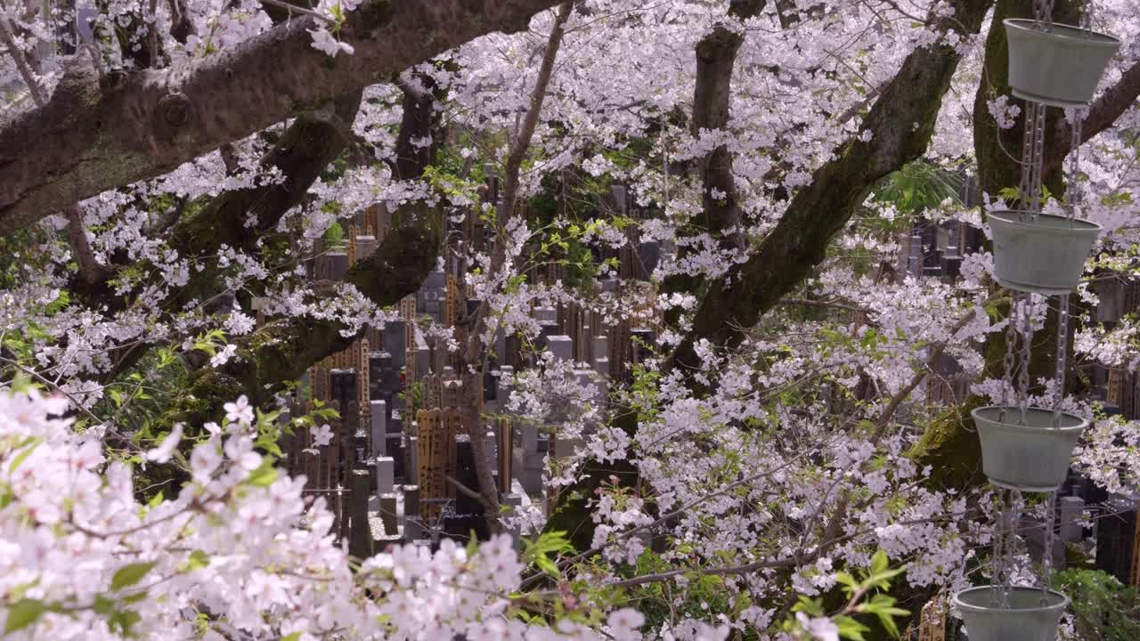 Beautiful dolly out over Japanese graveyard in full bloom with Sakura