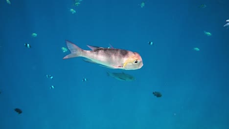 Topical-saltwater-fish-,clownfish---Coral-reef-in-the-Maldives