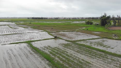 water-buffalos-feed-in-a-rice-field