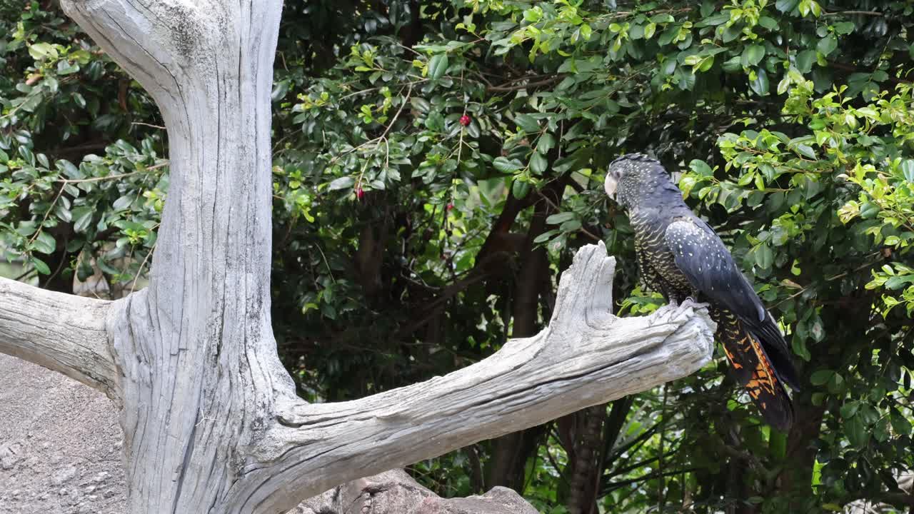 Two parrots engaging on a tree branch