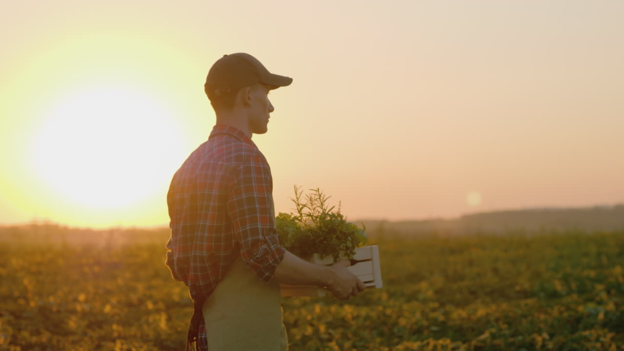 Um Jovem Fazendeiro Leva Uma Caixa Com Verduras E Especiarias Pelo Seu Campo. Vídeo 4K.