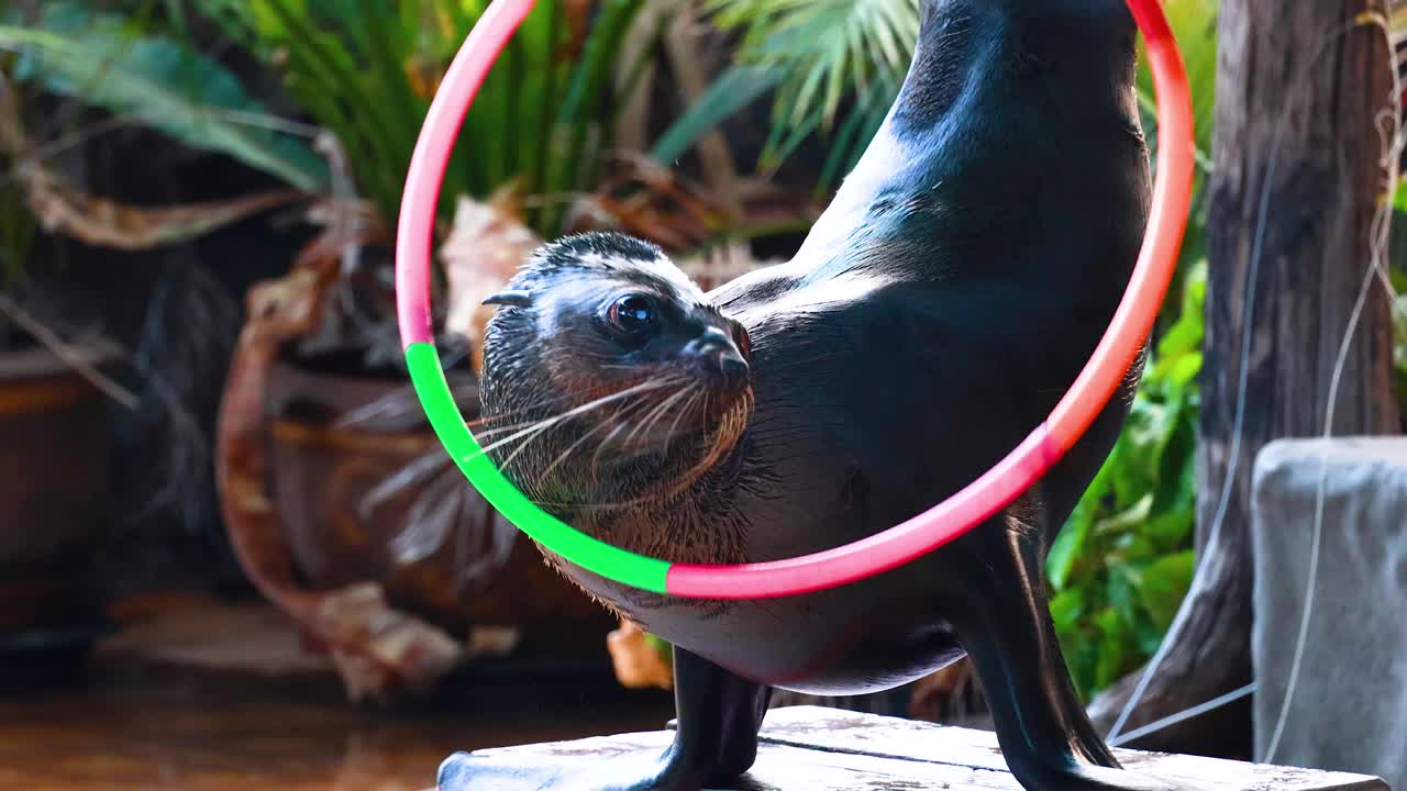 바다 사자는 다채로운 라 후프를 능숙하게 연주합니다.