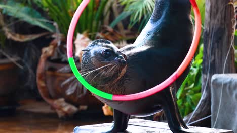 el león marino actúa hábilmente con el colorido hula hoop