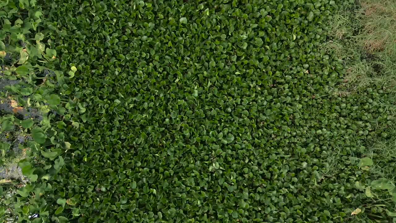 Dense Green Aquatic Plant Cover from Overhead