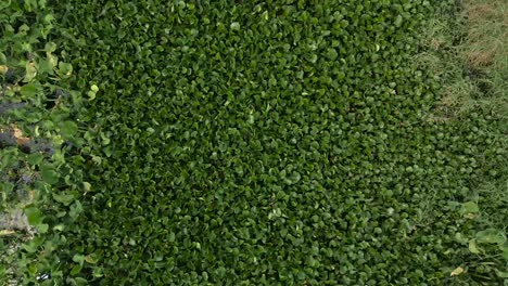 dense green aquatic plant cover from overhead