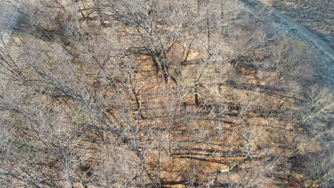 숲에서 꽃이 만발한 이른 봄