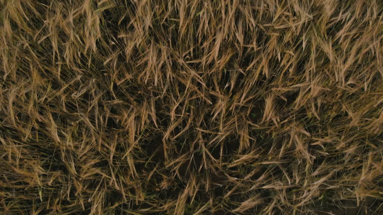 vista del campo en kolbudy, kaszubia, pomorskie, polonia