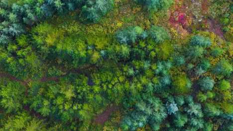 top-down shot overhead a hiking trail through the icelandic countryside forests