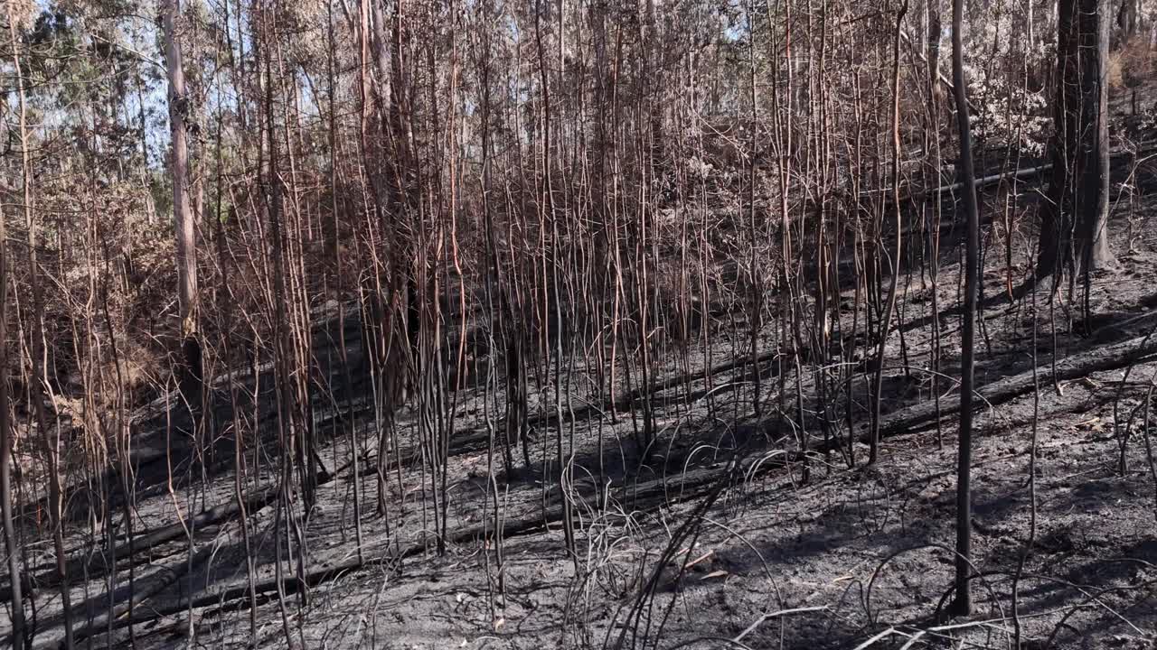 Burned landscape and eucalyptus in Portugal