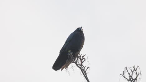 black bird, rook or crow sitting on a branch high up in a tree