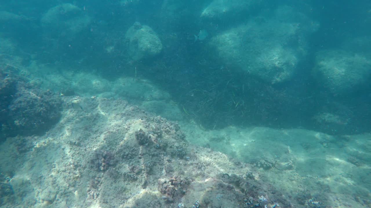 topografía marina de los fondos marinos con rocas cubiertas de algas y algas
