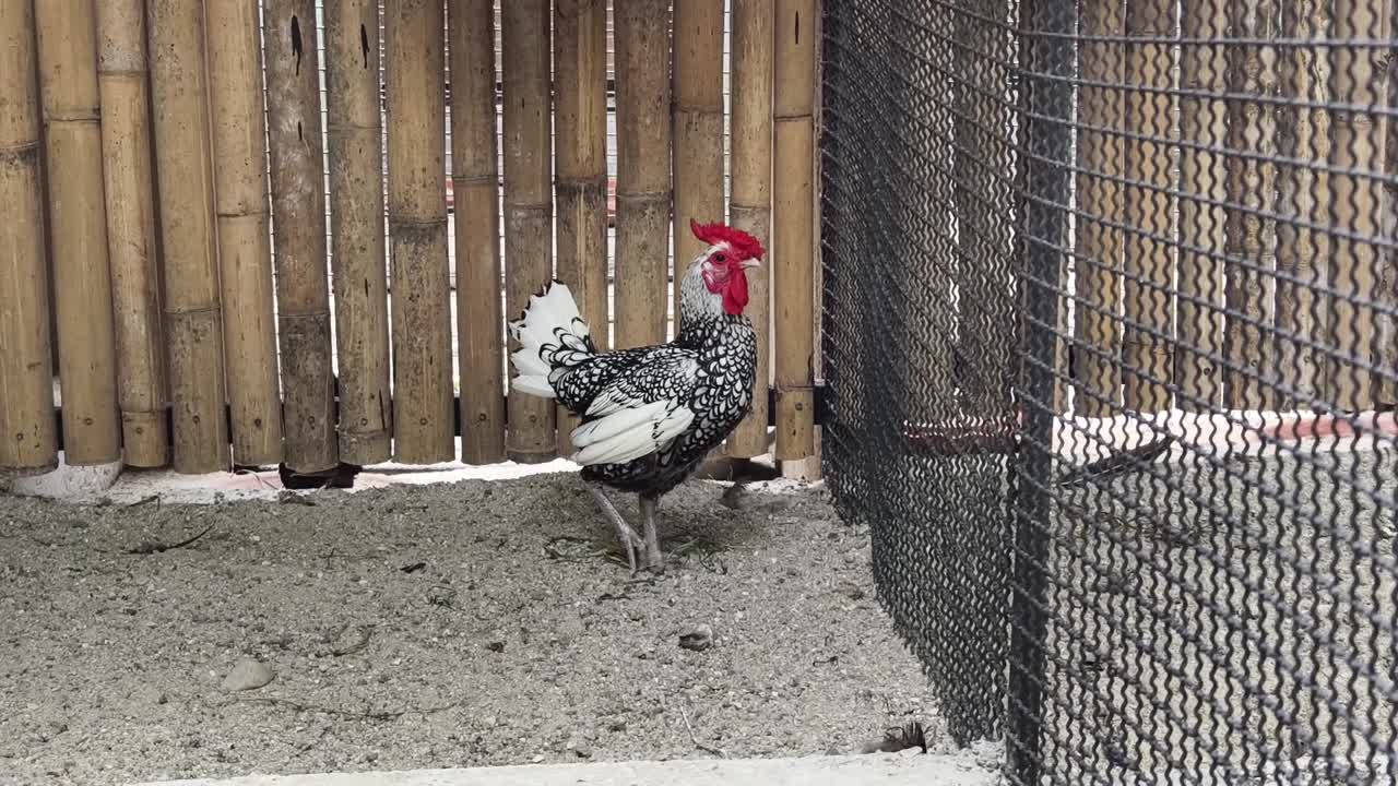 gallo en una jaula