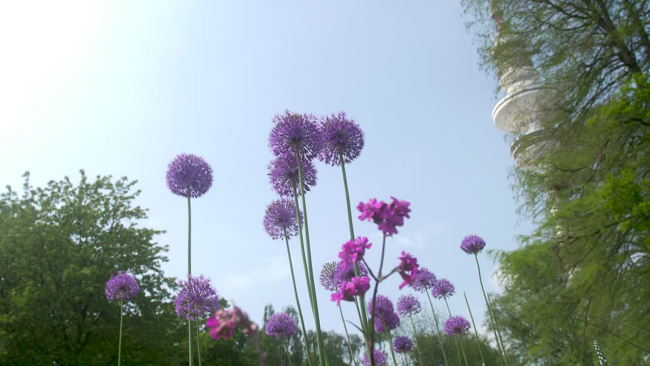 Purple Allium Flowers in a City Park