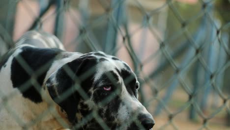 dog barking behind fences in 4k resolution. great dane pure bred dog safeguarding private property against alien intruders in 4k