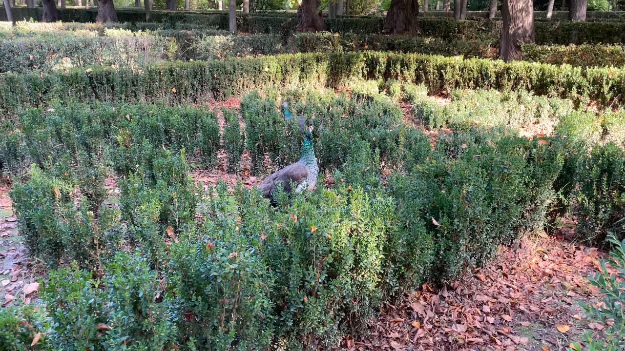 Slow motion filming in some gardens of a group of up to 4 very young peacocks, you can tell because their tail feathers are not yet developed, they chase each other and their necks swell, it's fun