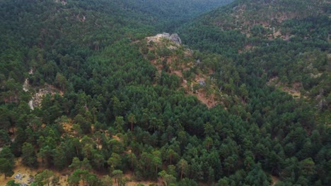 green trees in forest