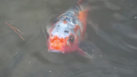 Estanque-De-Peces-Koi---Nara,-Japón